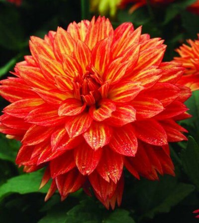 Dahlia XXL Tabasco
